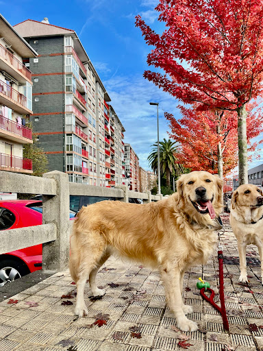 Hotel para perros Canin Trail Guardería Canina