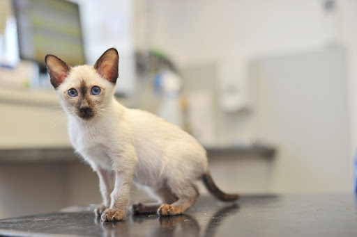 Burton Vets - Thumbnail