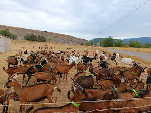 Photo n°9 de LA CABRE DU ROCHER à Ongles (Ferme d'élevage)