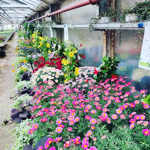 Wurster Blumen und Pflanzen - Thumbnail
