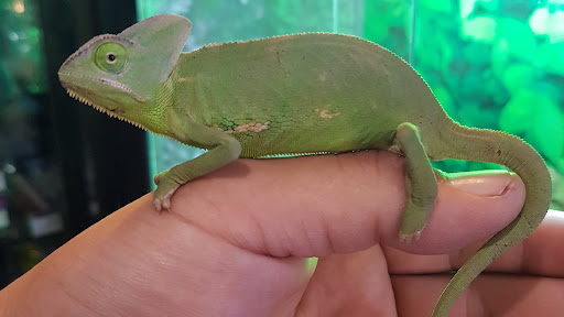 Sams Acuario y Mascotas