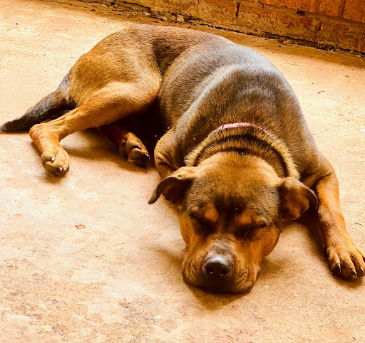 Lexington County Animal Services - Thumbnail