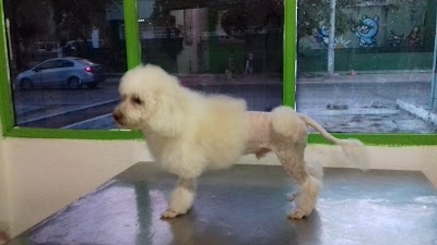 veterinary-care