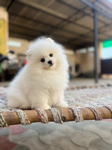 Top quality toy pom puppies available in Lucknow for more details please call or whatsapp me... post image