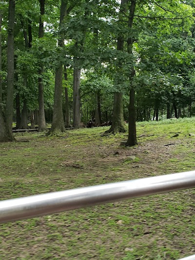 Asian Elephants, Bronx Zoo