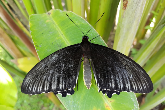 Visit Kemenuh Butterfly Park On Your Trip To Gianyar Or