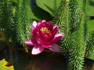 Photo n°2 de Tilleuls et Bambous à Saint-Sauveur-d'Aunis (Chambre d'hôtes)