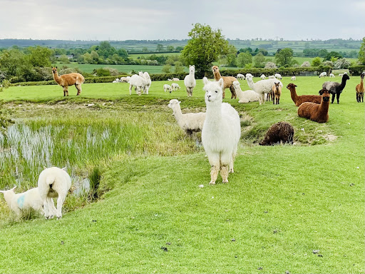 Grange Alpacas & Glamping - Thumbnail