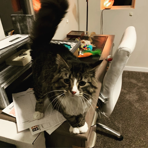 Panora PETS Gallery - United States