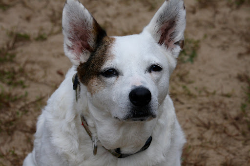 Country Doc Veterinary Clinic - Thumbnail