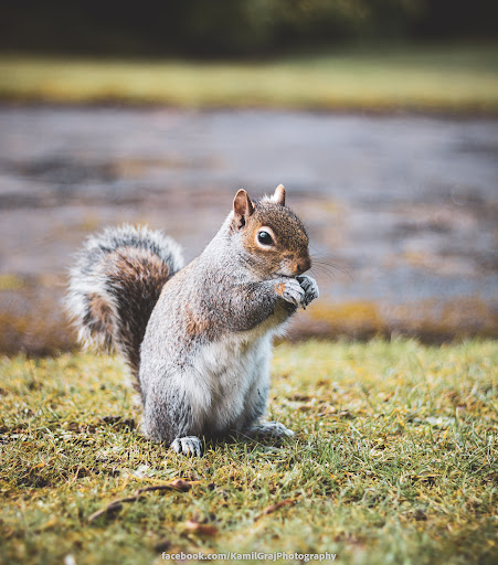 Longton Park - Thumbnail