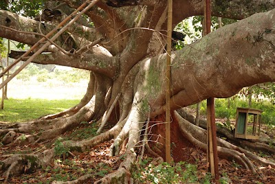 Photos of Thi Ham Swe Monastery