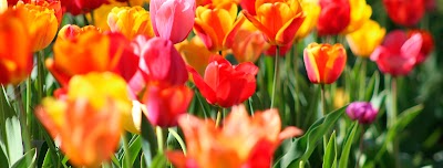 Photos of Florister&iacute;&shy;a ServiFlor