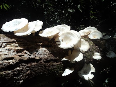 Photos of Bukit lawang planet hijau