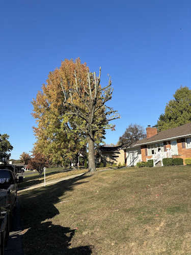 Dillon Tree LLC