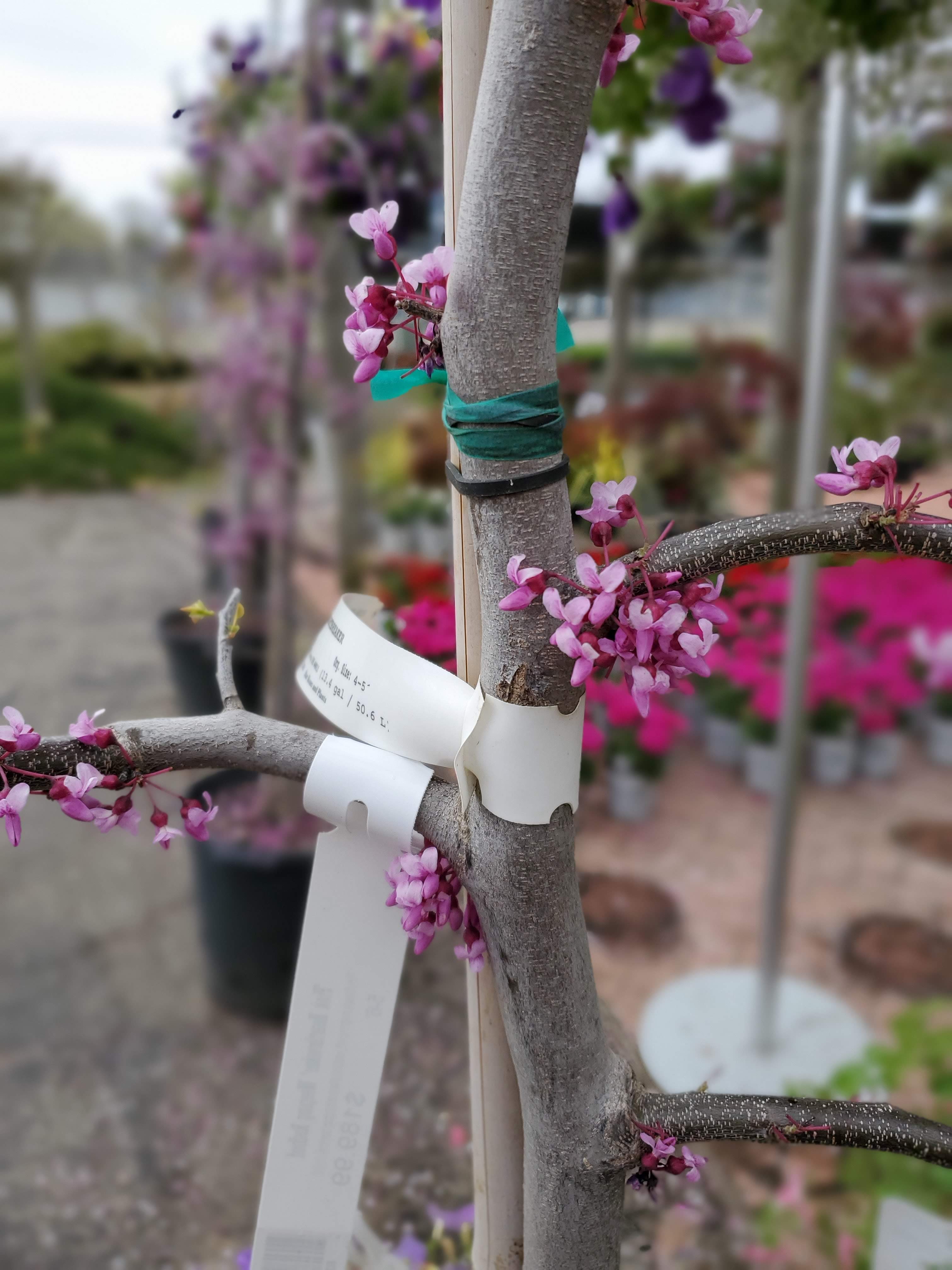 Chapman's Nursery & Garden Center