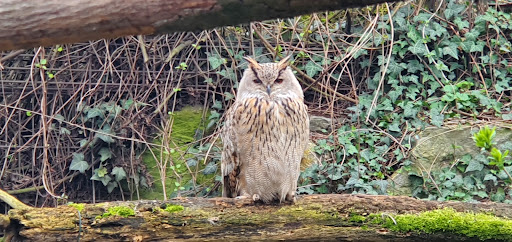 Voliere Vogelkäfige