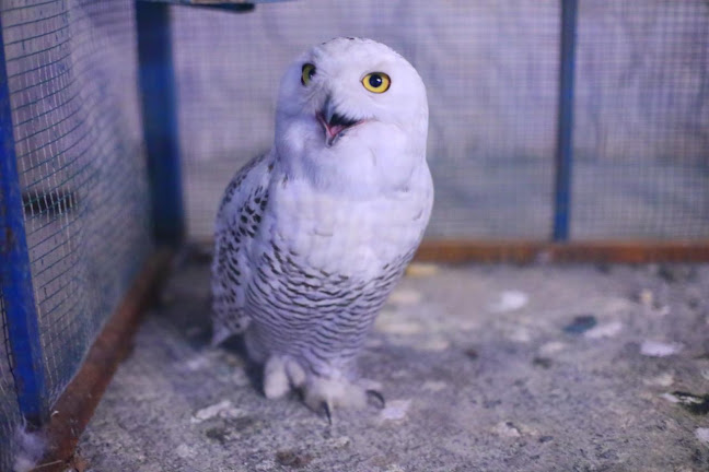 UAE Pygmy Zoo - Other