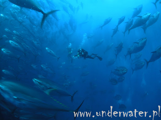 Underwater.pl Kursy nurkowania, sklep nurkowy w Warszawie