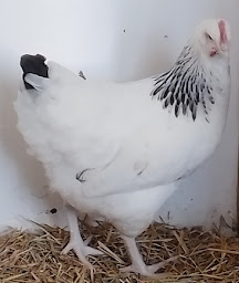 Photo n°30 de Domestik Park. Vente de poules pondeuses, cailles et oeufs 04700 La Brillanne à La Brillanne (Magasin d'articles pour animaux)