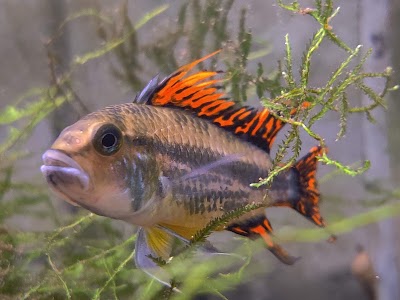 Utah Cichlids