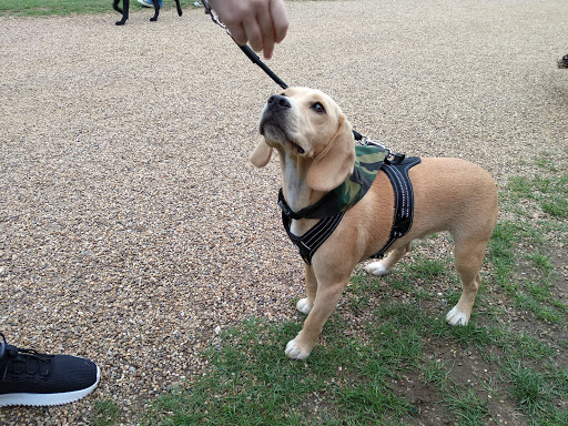 Wiggles and Wags - Thumbnail