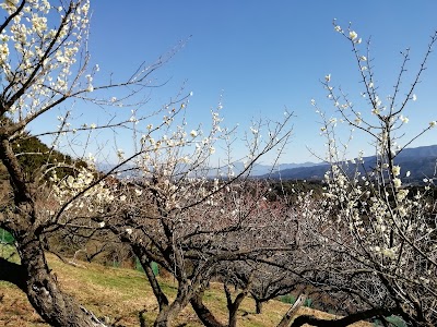 人吉梅園 Tourist Attraction Ashikita Gun Kumamoto