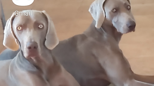 Hotel para perros masdencan