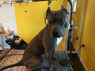 A Fancy Pet Salon & Spa,LLC photo 8