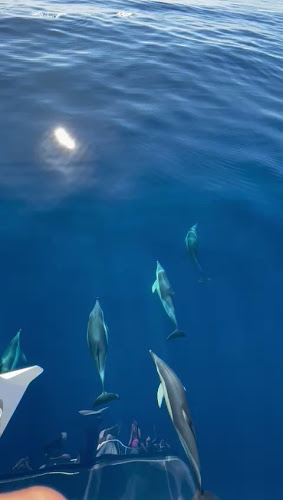 Azores Whale Watching TERRA AZUL Horário de abertura