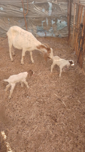 Rancho la aurora - Thumbnail