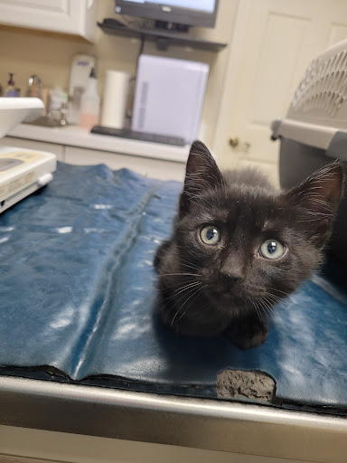 Animal Hospital Of Webster