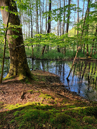 Voßlocher Wald - Thumbnail