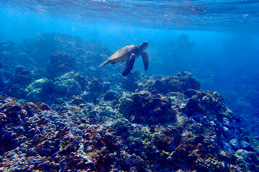 Hawaiian Paddle Sports LLC - Thumbnail