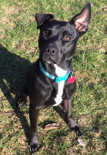 Lakeland Animal Care - Thumbnail