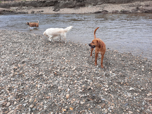 Dog River Field - Thumbnail