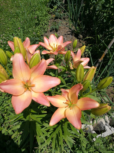 Hortus Stephanis - Visual