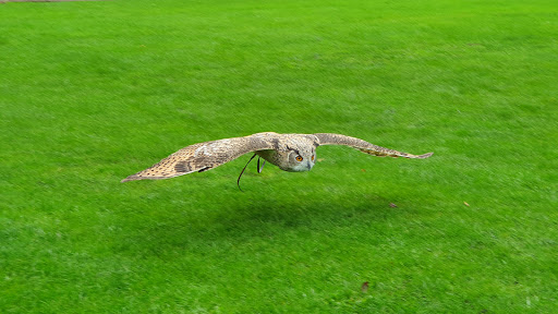The Falcons of Thorp Perrow - Thumbnail