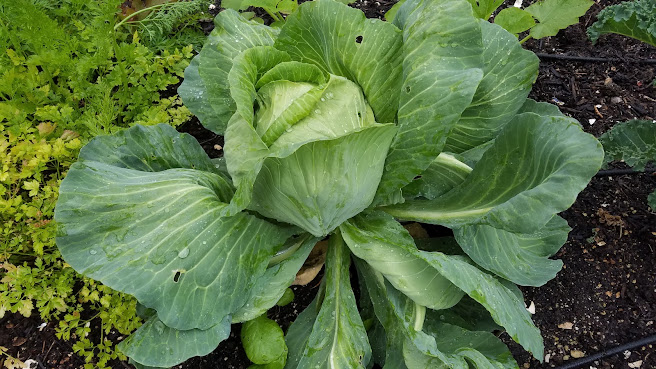 Olive Us Farms by null