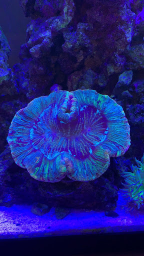 Smokin 3D Reefer LLC Gallery - United States