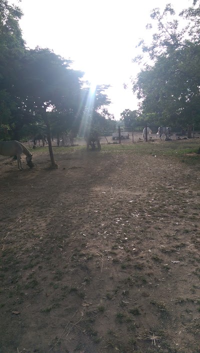 Photos of Cheval Mandingue