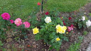 Photo n°8 de PEPINIERES CHARLES à Montredon-des-Corbières (Fournisseur de terre végétale)