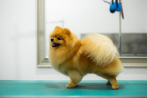 Wow Grooming - Miejsce Przyjazne Psom