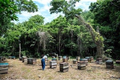 いのうえ養蜂場