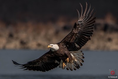 Conowingo Fisherman