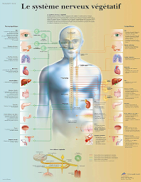 Photo n°3 de Amandine ALLOCHON Ostéopathe D.O à Lyon (Ostéopathe)