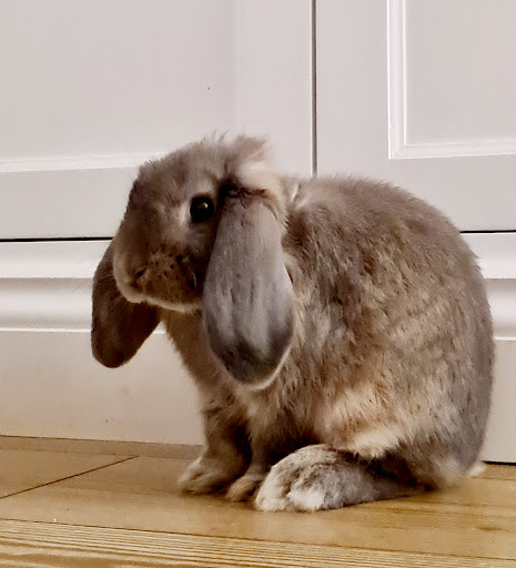St Clair Veterinary Care Gallery - United Kingdom