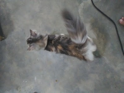 Photos of Hammy Petshop