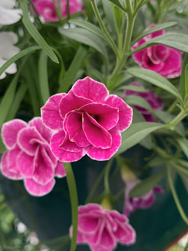 Poppy Lane Flowers - Thumbnail