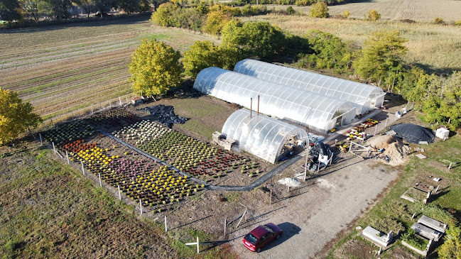 Comentarii opinii despre Albert Garden Kertészeti Áruda